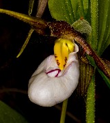 Cypirpedium montanum - Mountain Lady Slipper 18-9510a